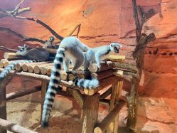 -Zoolung Zoolung动物主题公园(海信广场店)