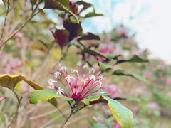 -中国科学院华南植物园