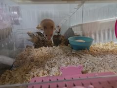 -钓仓鼠(洋桥北里小区店)