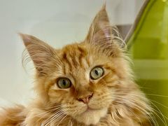 -青奢宠物·青奢猫舍