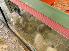 -猫咪博物馆(顶澳仔猫街店)