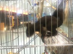 -龟与熊猫宠物公园(南坪店)