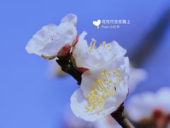 -香雪海