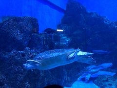 -芜湖新华联大白鲸海洋公园