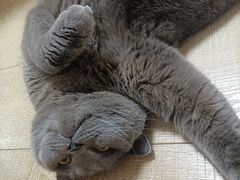 -关爱宠物医院·猫科中心·消化科(滨湖万达分院)