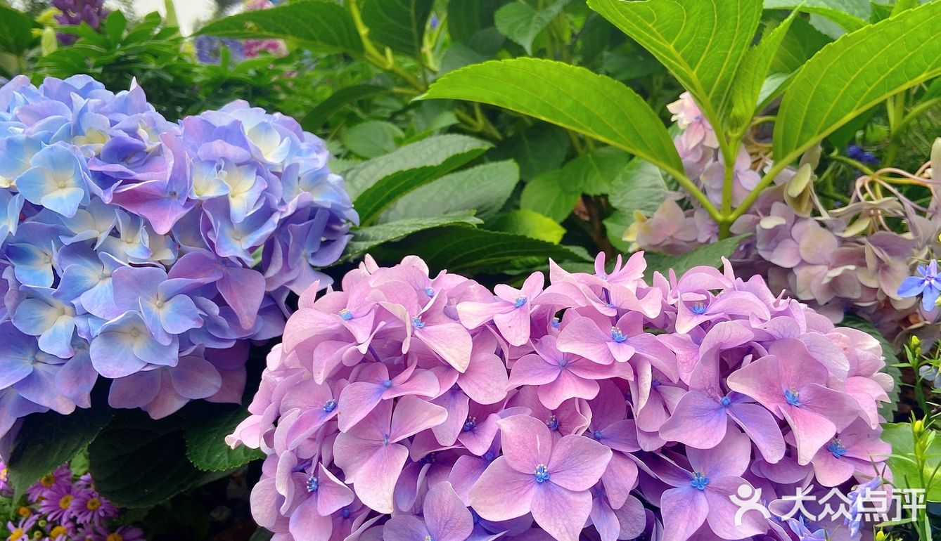 仙湖花展｜春日赏花｜满眼都是春天，美醉了