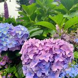 仙湖花展｜春日赏花｜满眼都是春天，美醉了