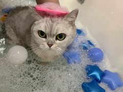 -车接车送·寄养洗护·德文猫舍(大宁店)