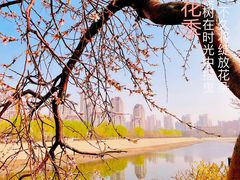 -桃花堤公园