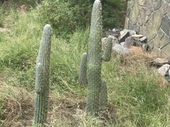 -芽庄珍珠岛游乐园