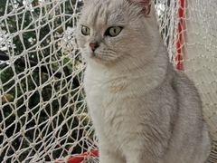 -喵屿·大理花园猫咖