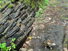 -五营红松林海景区