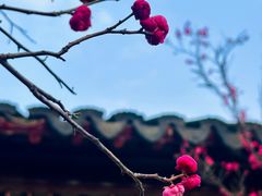-八大山人梅湖景区