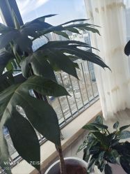 -HEYAN荷妍专业脱毛连锁机构