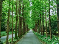 -上海滨江森林公园