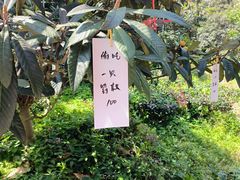 -东山风景区(洞庭东山)