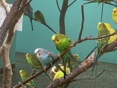 -上海大自然野生昆虫馆(东方明珠·爬宠昆虫探索中心)