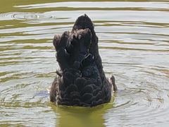-广富林郊野公园