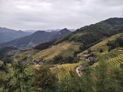-紫鹊界梯田景区