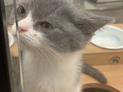 -袖虎·猫馆(体育西路店)