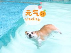 -汪说喵讲宠物乐园宠物酒店(红星美凯龙店)