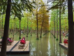 -泗洪洪泽湖湿地景区