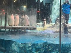 -帝企鹅自助餐厅•儿童岛•真企鹅(长隆企鹅酒店)