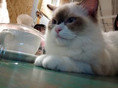 -喵喵咪呀布偶猫咖(春熙路店)