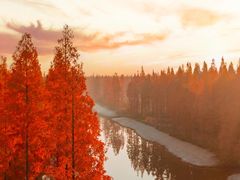 -黄海国家森林公园