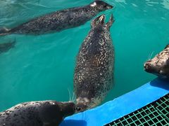 -北戴河圣蓝海洋公园