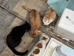-纳吉亚猫专科动物诊疗中心(蒋宅口分院)