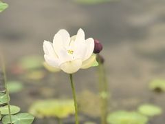 -绿堤公园