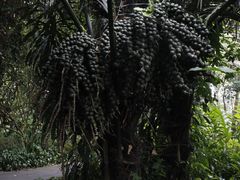 -广西壮族自治区药用植物园