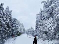 -武陵山森林公园