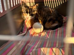 -博特宠物医院24h犬猫全科.骨科·异宠