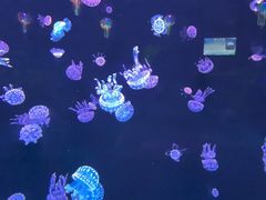 -石家庄极地海洋世界
