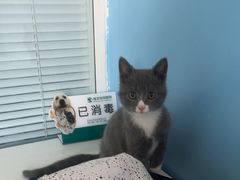 -瑞派福兴宠物医院犬猫全科·骨科·中西医结合(河东店)