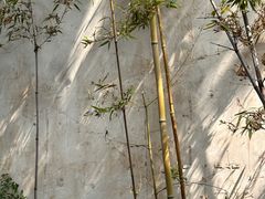 -青果巷历史文化街区