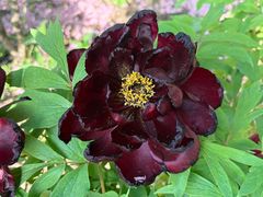 -神州牡丹园