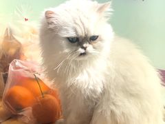 -猫的茶·猫咖