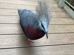 -新加坡飞禽公园
