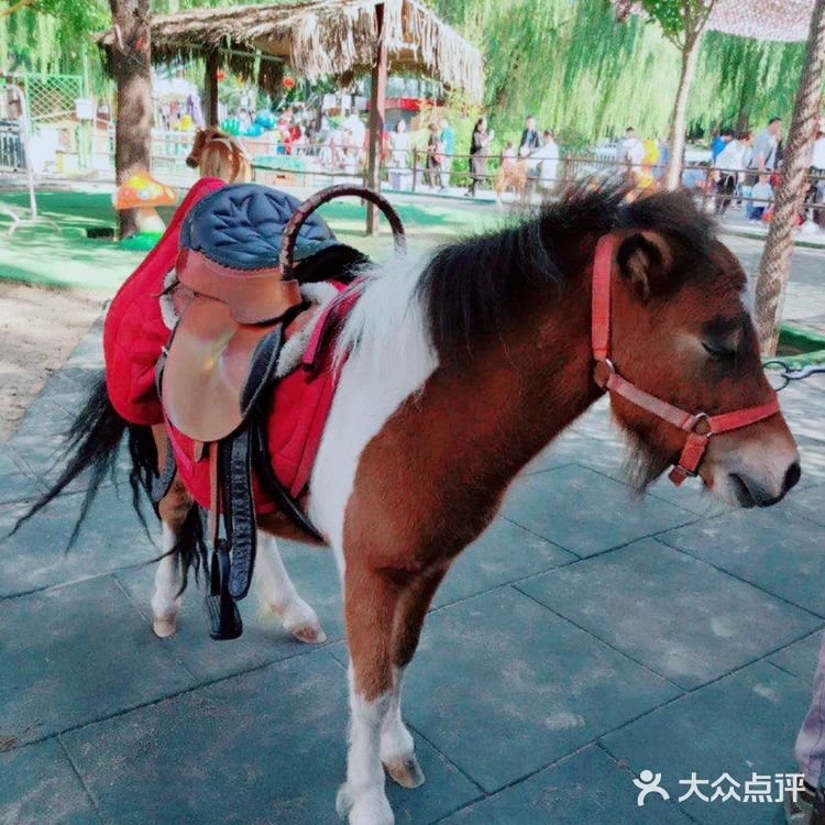 亲子动物乐园,小朋友放电欢乐无限