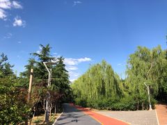 -大兴滨河森林公园