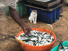 景点-尼甘布海鲜市场