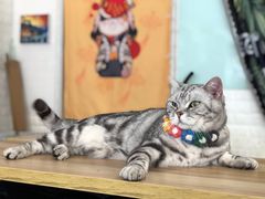 -平行世界·猫咖(首经贸店)