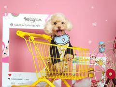 -超宠爱宠物摄影-Super pet