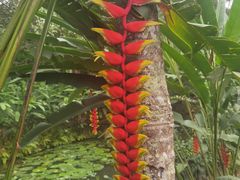 -中国科学院西双版纳热带植物园
