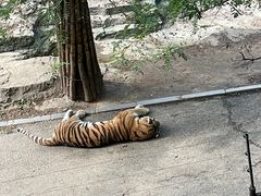 -大连森林动物园