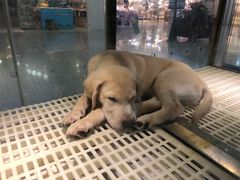 -乐宠宠物店(世纪金源店)