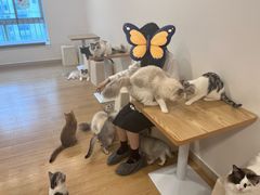 -有喵·猫咖·狗咖·30几只猫10只小狗(岗厦店)